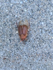 Amphimallon assimile