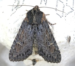 Apamea plutonia