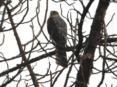 Accipiter striatus ventralis