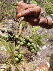 Coccothrinax scoparia
