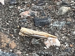 Crambus saltuellus