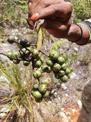 Coccothrinax scoparia