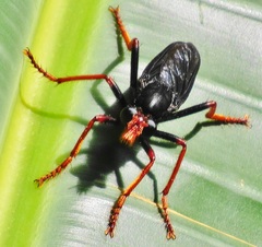 Proagonistes