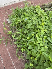 Commelina erecta