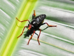 Proagonistes