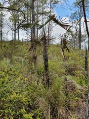 Coccothrinax scoparia