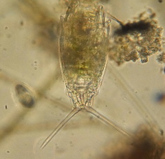 Rotifera