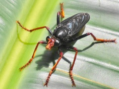 Proagonistes