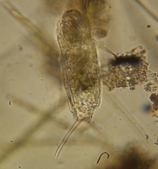 Rotifera