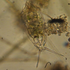 Rotifera