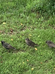 Sturnus vulgaris