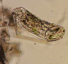 Rotifera