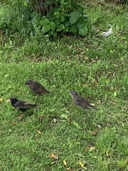 Sturnus vulgaris