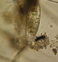 Rotifera