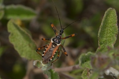 Rhynocoris punctiventris