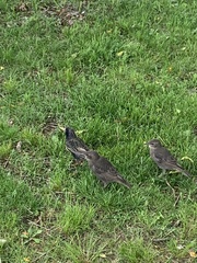 Sturnus vulgaris