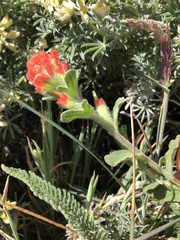 Castilleja latifolia