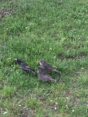 Sturnus vulgaris