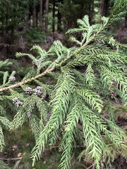 Cryptomeria