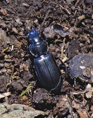 Pachymorphus moerens