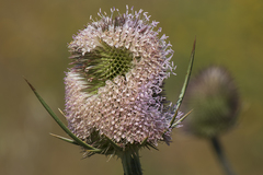 Dipsacus comosus