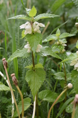 Lamium album