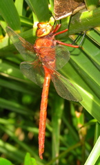 Anax speratus