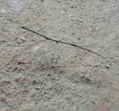 Exocnophila