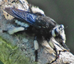 Hyperechia consimilis