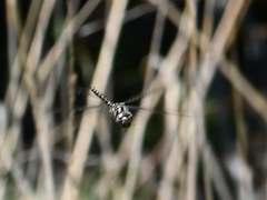 Gomphaeschna furcillata