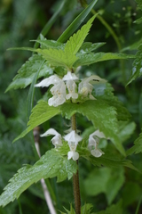 Lamium album
