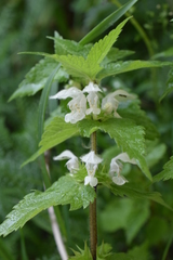 Lamium album