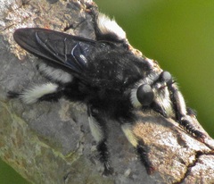 Hyperechia consimilis