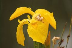 Iris pseudacorus