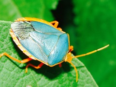 Edessa rufomarginata