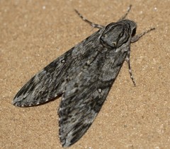 Agrius godarti