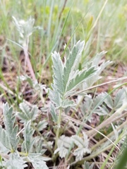 Potentilla effusa