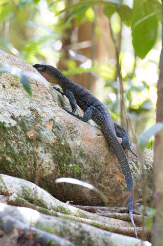Varanus jobiensis