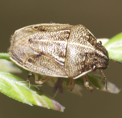 Neottiglossa undata