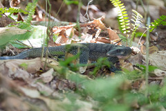 Peach-Throated Monitor photo 2