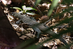 Peach-Throated Monitor photo 4