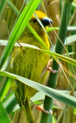 Ploceus subaureus subaureus