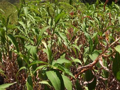 Persicaria senegalensis