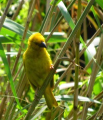 Ploceus subaureus subaureus