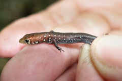 Slender Emo Skink photo 3