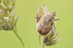 Anisoplia