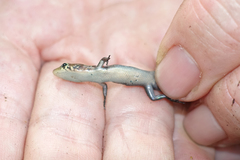 Slender Emo Skink photo 4