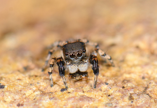 Habronattus ustulatus