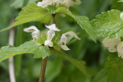 Lamium album