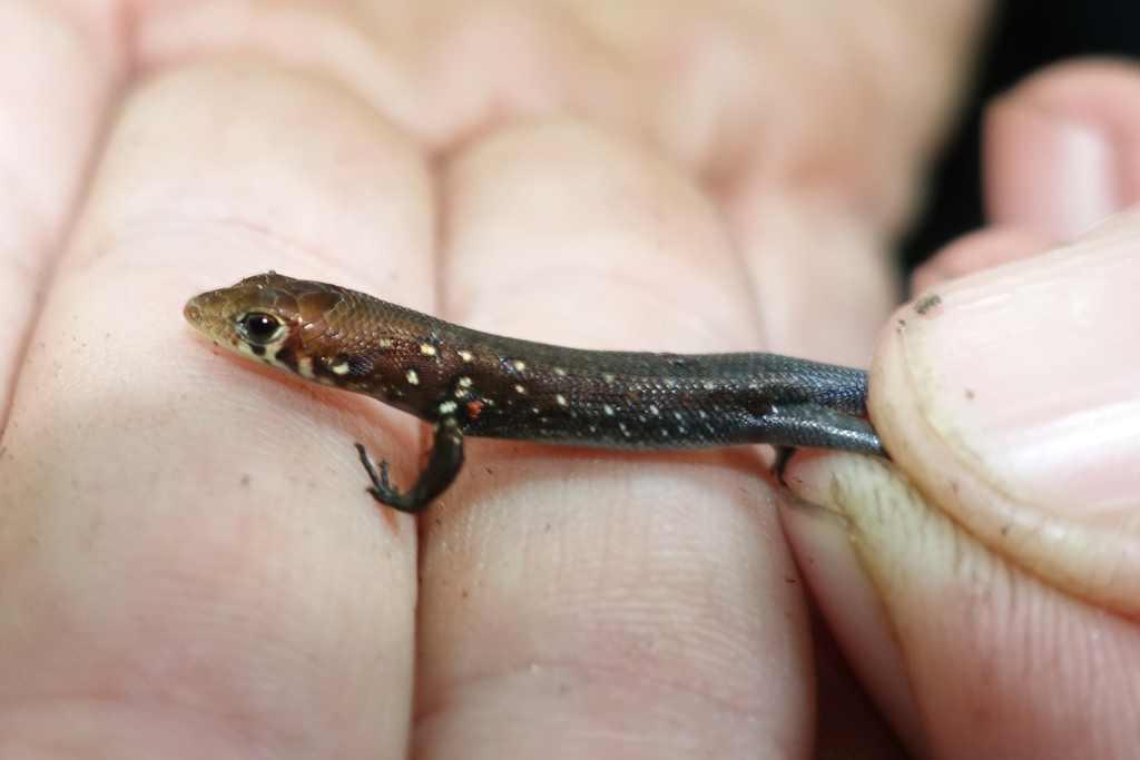 Slender Emo Skink